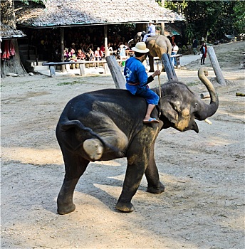 soi rong bạch kim